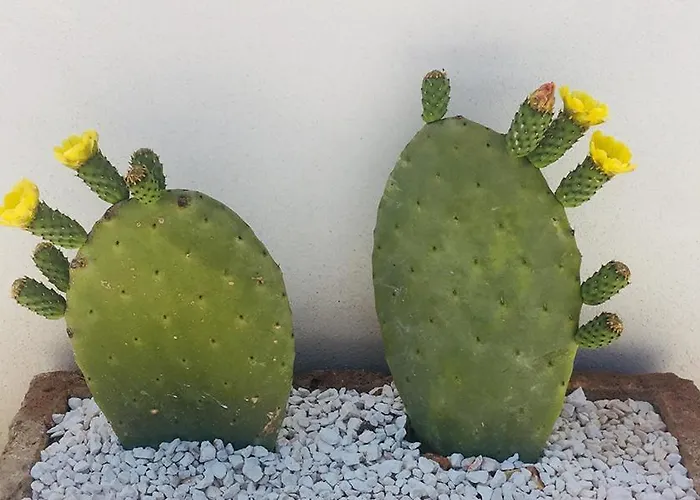 Trulli Paradise - Con Piscina Privata